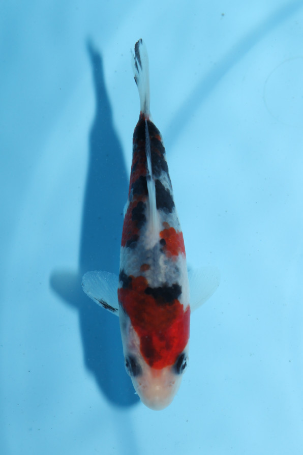 SHORT BODY 大正三色 9.5cm | 錦鯉大地KOITAICHI