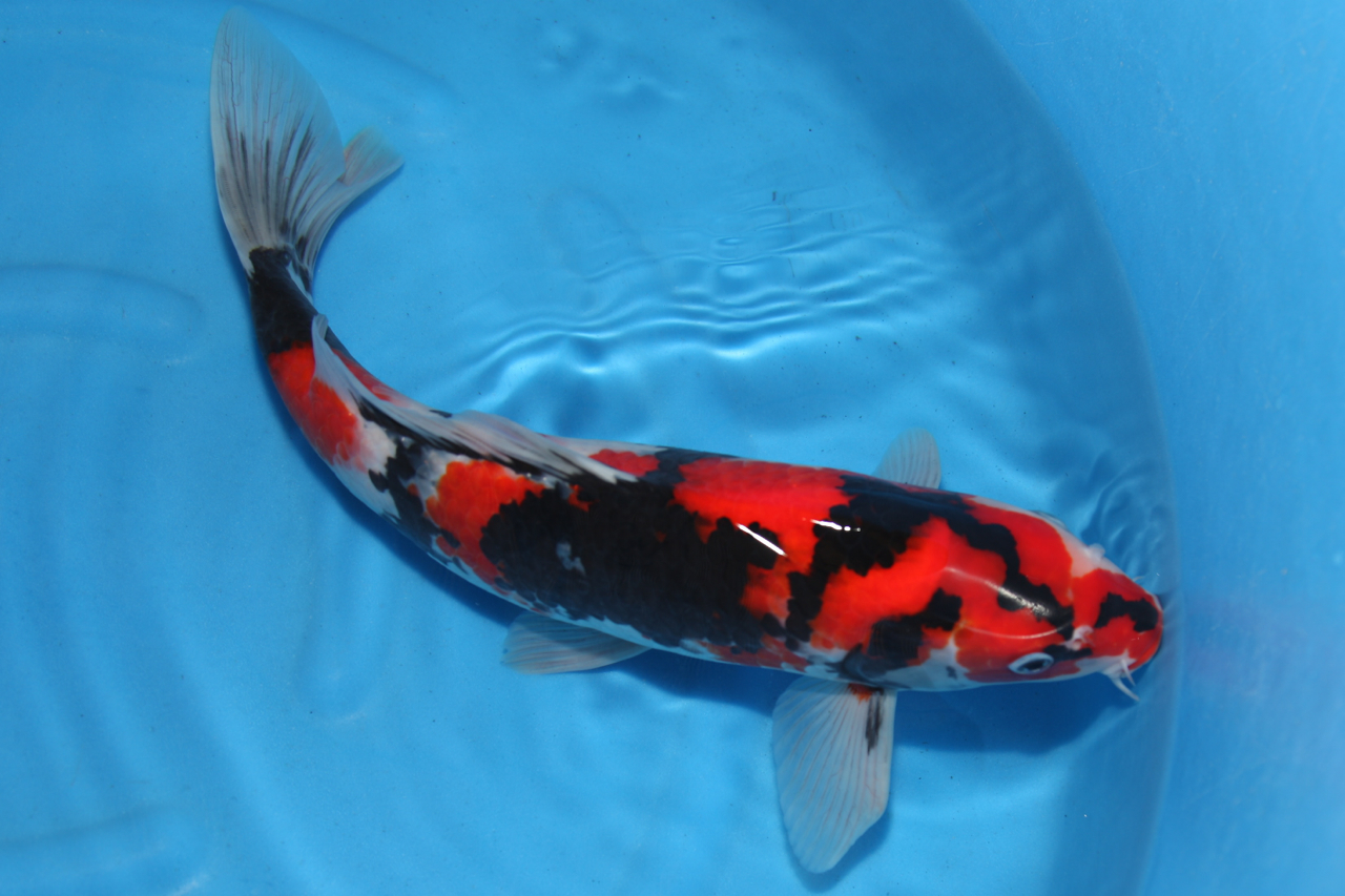 本染鯉幟 鯉のぼり 昭和レトロ レトロ 大　 ヴィンテージ品　赤　黒　2色　希少 Amazon | 2点 ダイヤ印 金太郎 鯉のぼり 黒4m赤2m 木綿 昭和