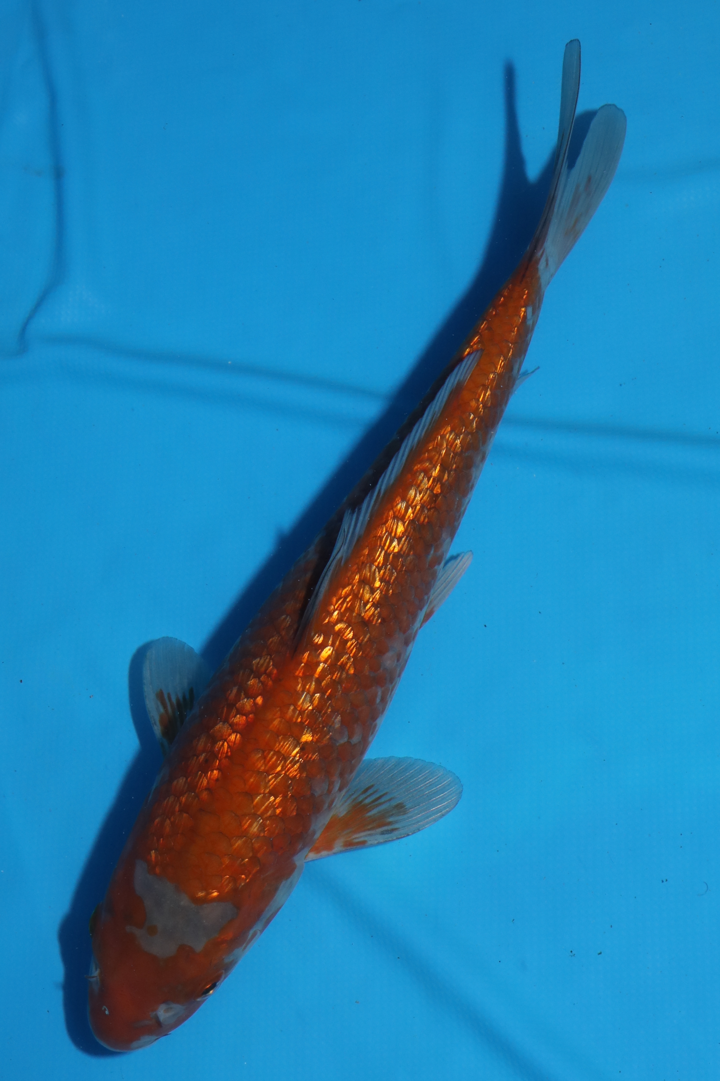 錦鯉88 茶鯉 46cm 2才