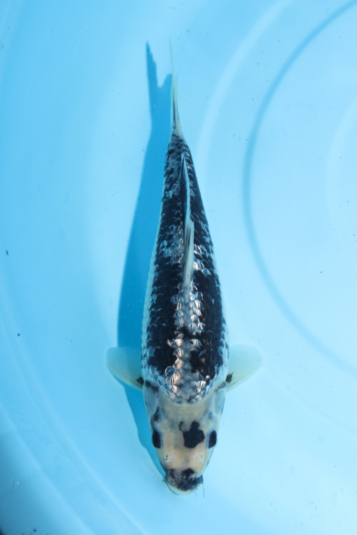 変わり鯉 Kawari | 錦鯉大地KOITAICHI 