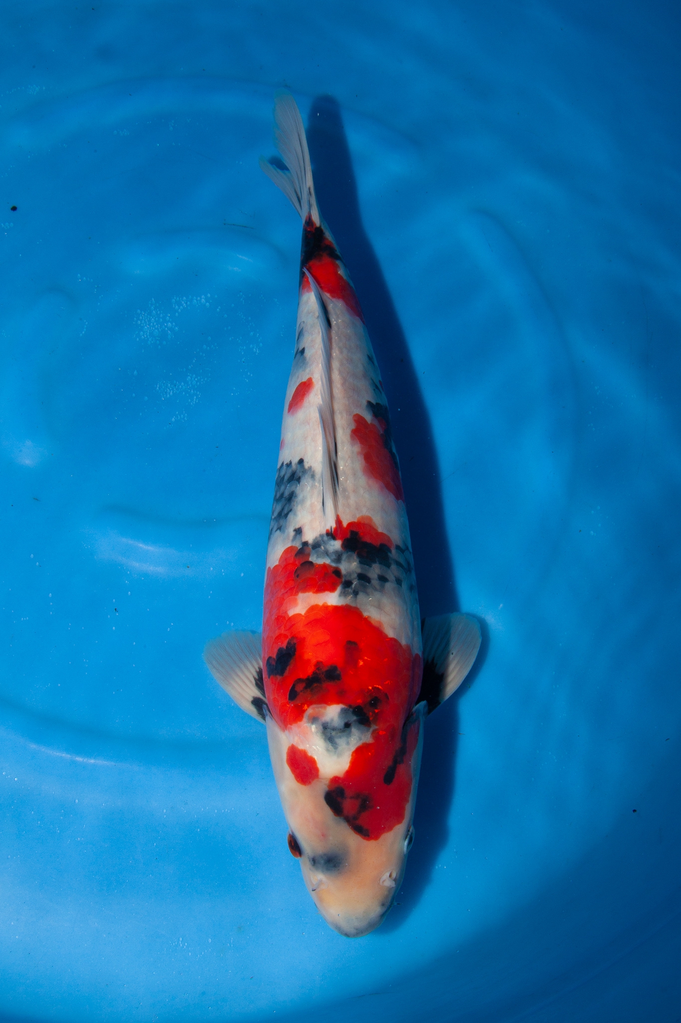 ☆大当歳祭　伊佐産 昭和三色 １６センチ ２０１８年産 雄雌不明　Ｎｏ．３９☆ Yahoo!オークション -「伊佐 昭和」(ペット、生き物) の落札相場・落札価格