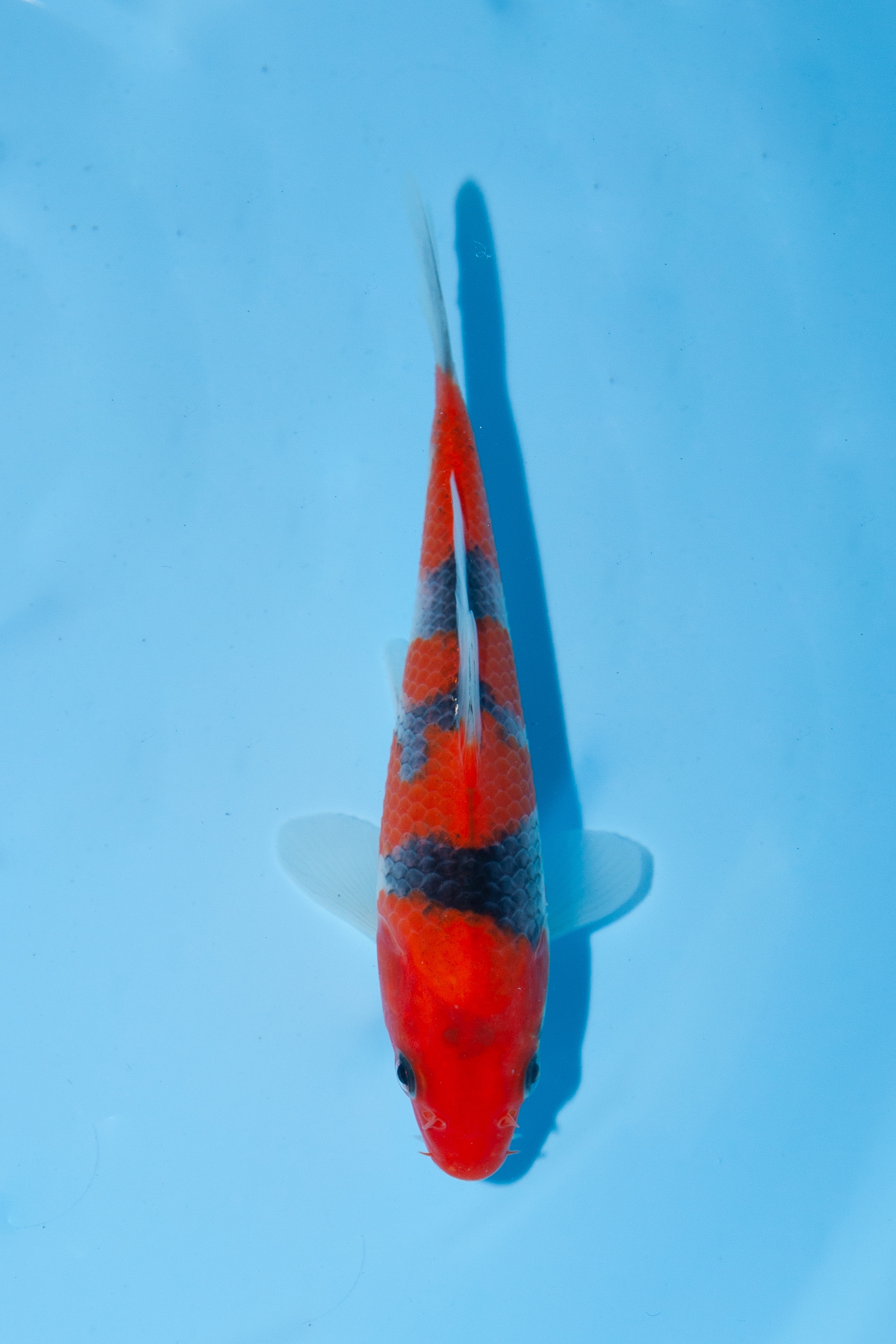 Goshiki 五色 | 錦鯉大地KOITAICHI