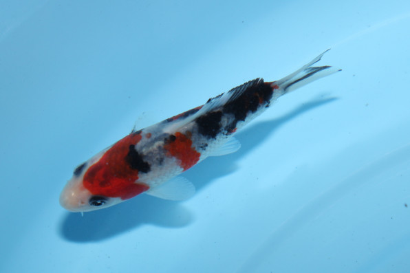SHORT BODY 大正三色 9.5cm | 錦鯉大地KOITAICHI