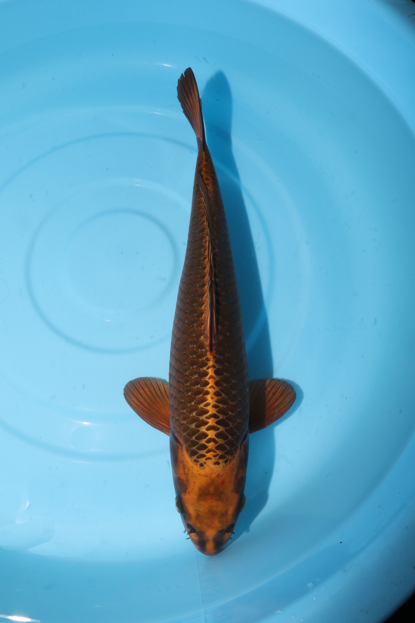 f77d2b68f9d2bb673ddcc3a3df5464