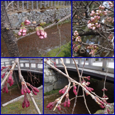 桜情報 はーと Full 高野山 日々是好日