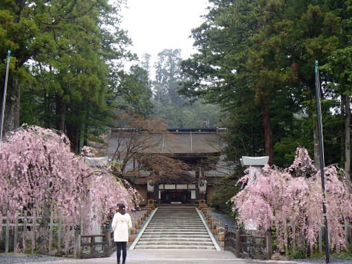 桜情報 はーと Full 高野山 日々是好日