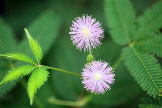 オジギソウ花 花旅 はなたび