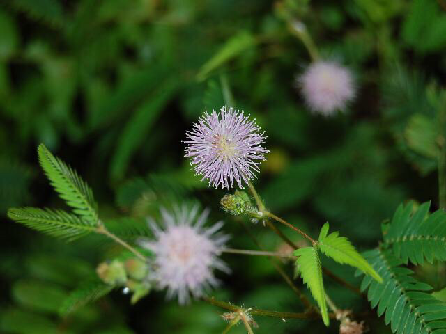 オジギソウ花 花旅 はなたび