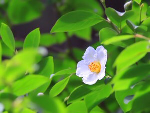 シャラの木 夏椿 花旅 はなたび