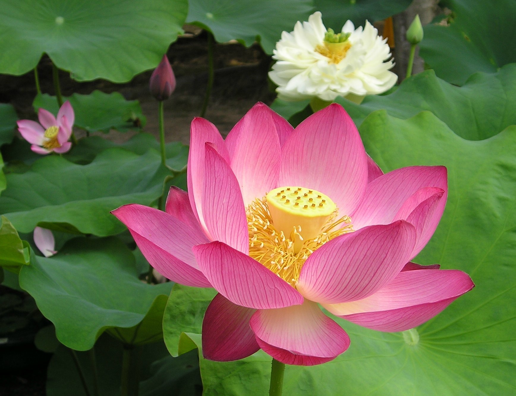 泥の中に咲く蓮の花 | オールド・キャンパーの独り言