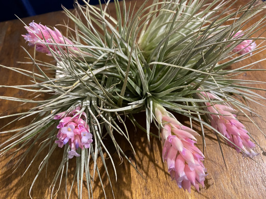 Le Bourgeon Michel ページ1 Michel ミシェル