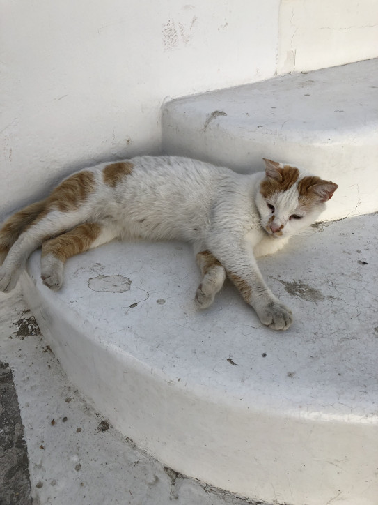 ミコノス島の猫たち 手作り なま 豆乳生活はじめませんか