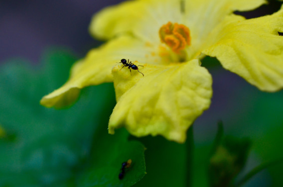 最も選択された ゴーヤ 花が落ちる 虹