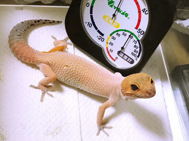 初めての脱皮 とかげもどきのピッツファー飼育記録 初めての脱皮 とかげもどきのピッツファー飼育記録