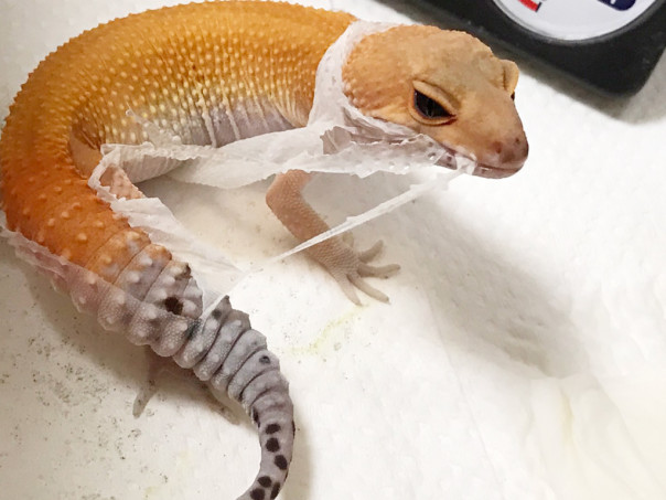 初めての脱皮 とかげもどきのピッツファー飼育記録 初めての脱皮 とかげもどきのピッツファー飼育記録