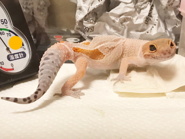 初めての脱皮 とかげもどきのピッツファー飼育記録 初めての脱皮 とかげもどきのピッツファー飼育記録
