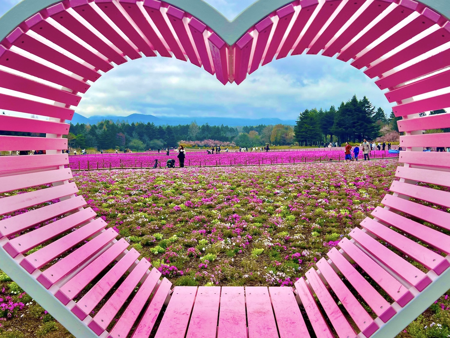 富士芝桜まつり開催！春の彩りに新たな輝きを添える新スポット『恋する