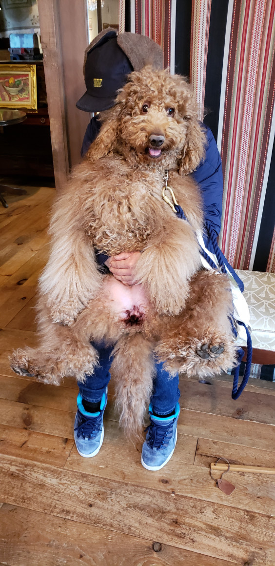 オーストラリアンラブラドゥードル Noi