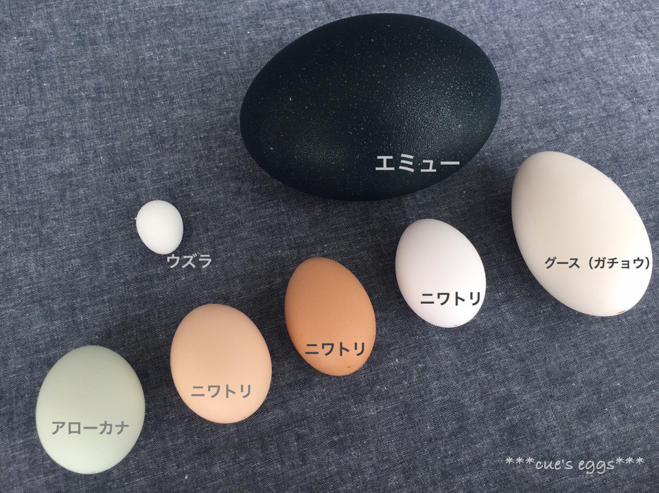 エミューの卵の季節です Cue S Egg