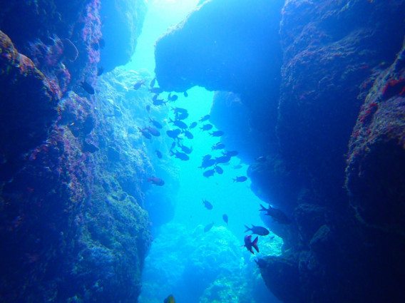 沖縄のきれいな海の中 青の洞窟 オーシャン アイランド