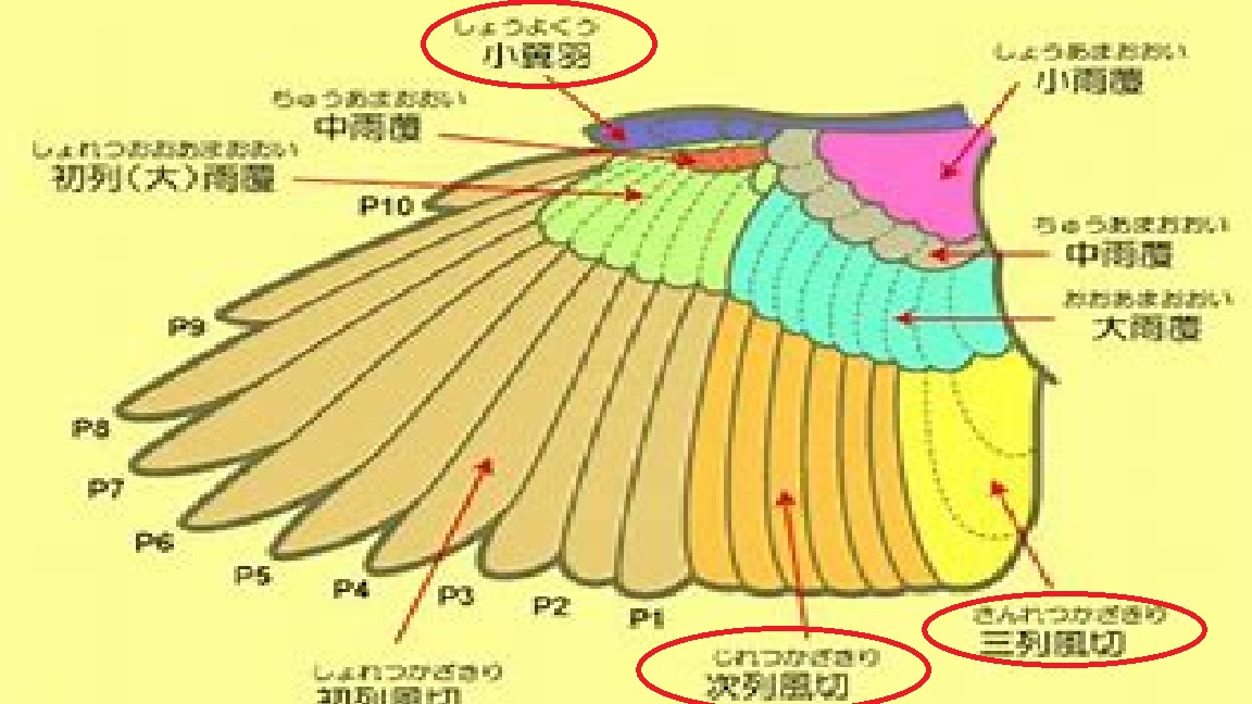 若鳥の毛抜きの時期が来ました 全日本赤カナリヤクラブ All Japan Red Canary Culb