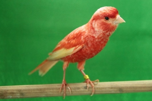 カナリヤの品種について 全日本赤カナリヤクラブ All Japan Red Canary Culb