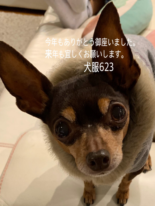 今年もありがとうございました 犬服623