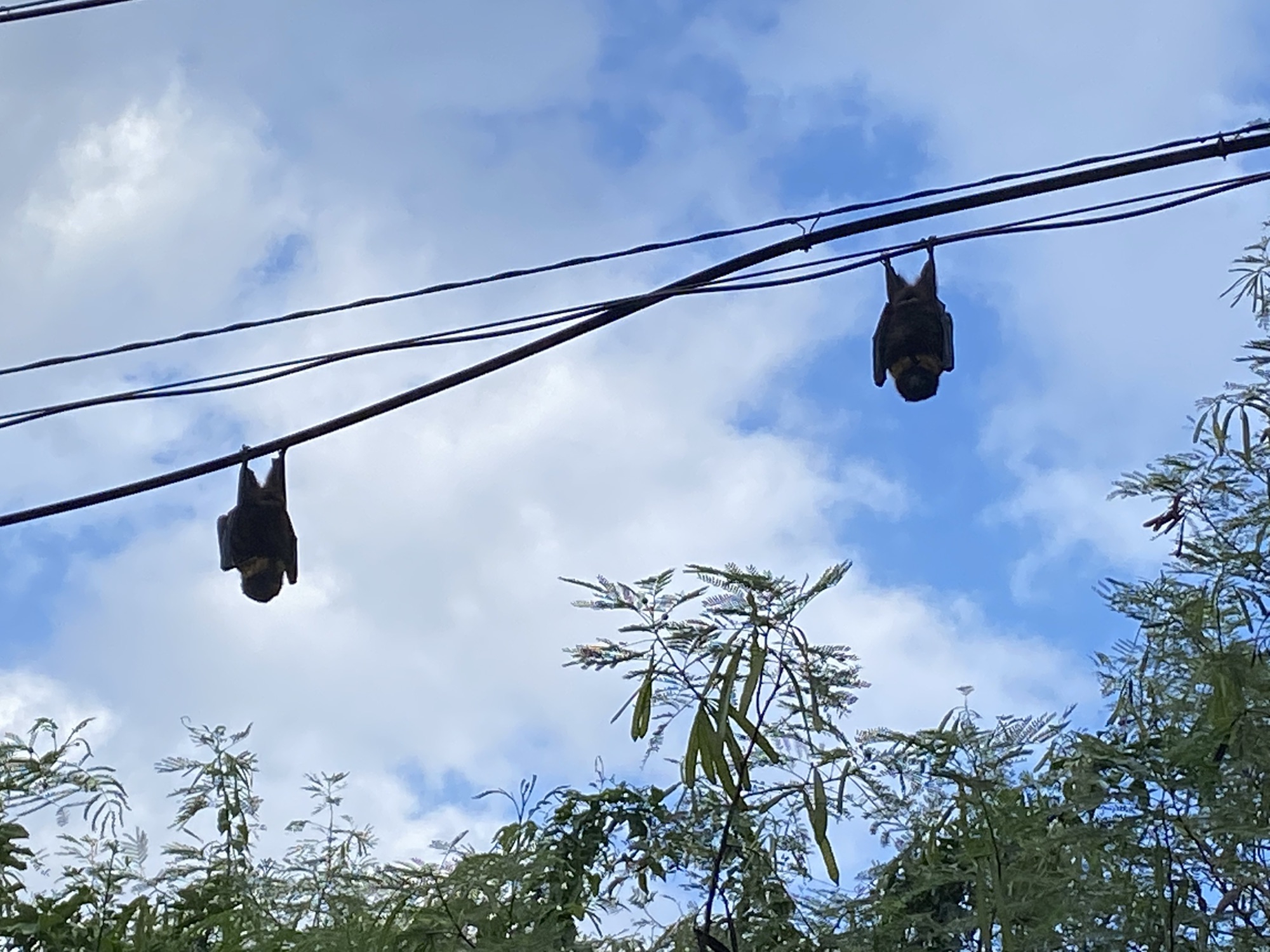 碧玉瓜に蝙蝠重さ54g 送料込み250530