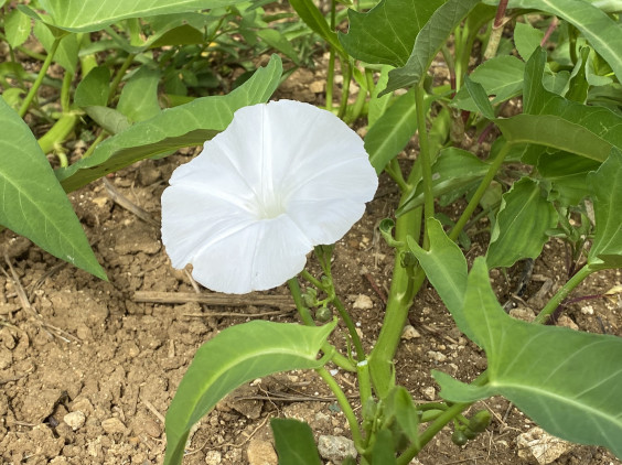 9 26 土 通常営業 あやふふぁみ