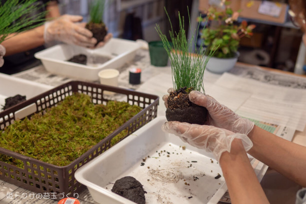 姫トクサの苔玉づくり ヒッコリーチャーム 手作りレッスンブログ