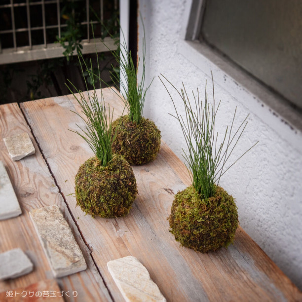 姫トクサの苔玉づくり ヒッコリーチャーム 手作りレッスンブログ