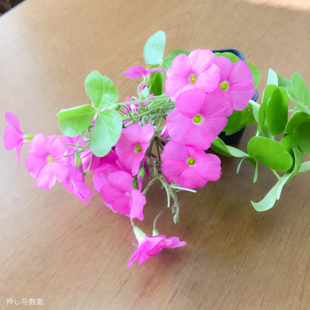 8月 夏の花を押し花に ヒッコリーチャーム 手作りレッスンブログ