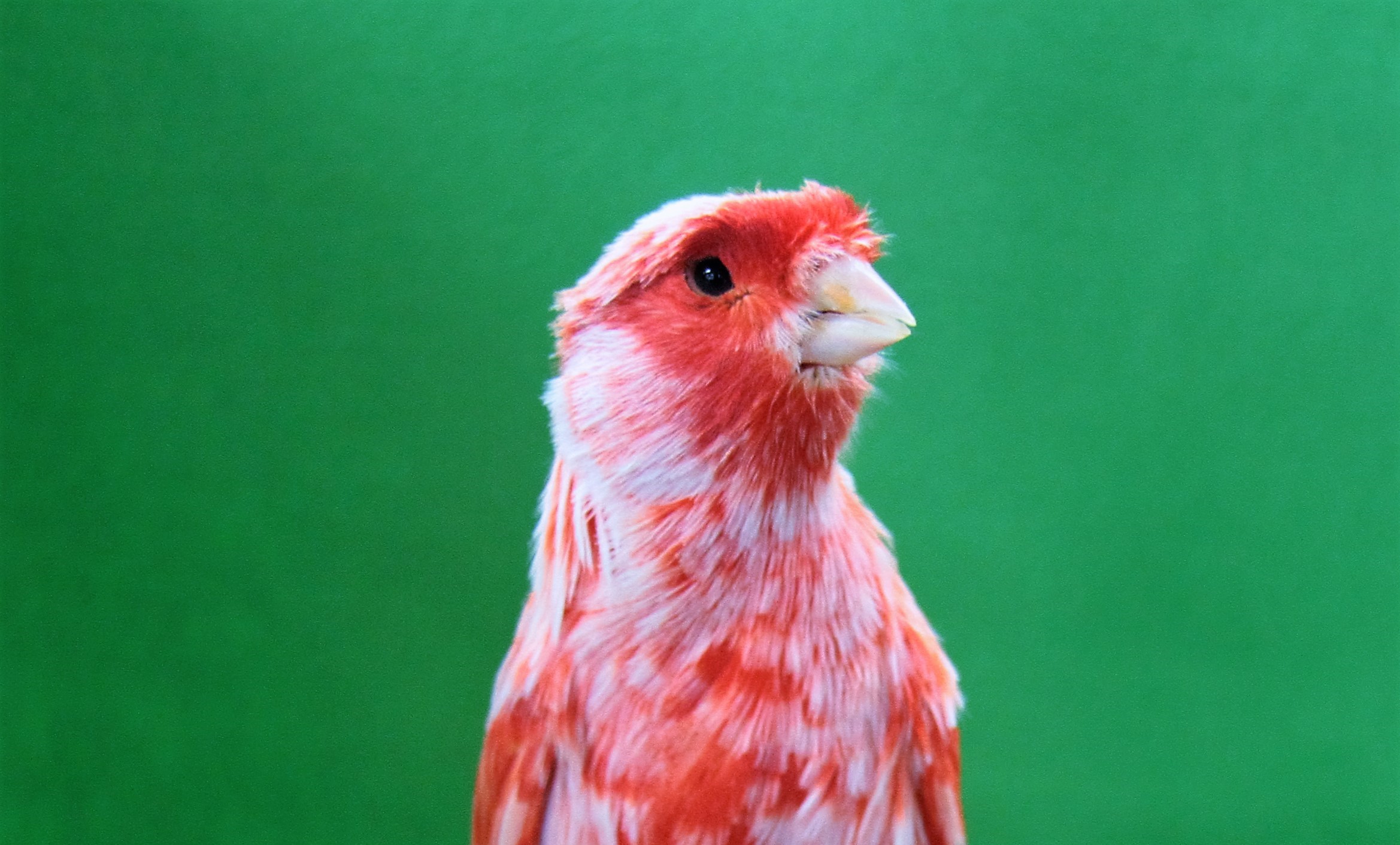 カナリヤを飼い始めようとすると | 全日本赤カナリヤクラブ