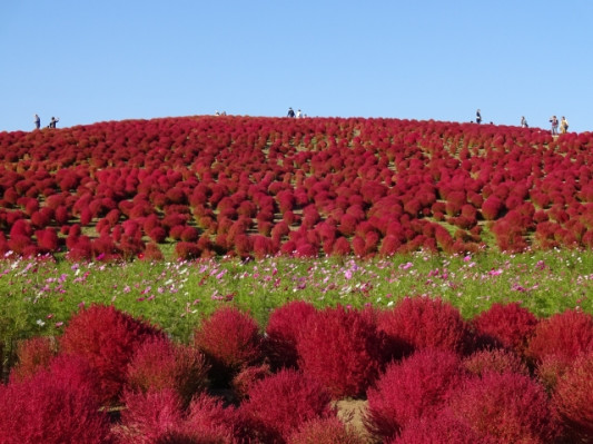 コキアの花言葉 恵まれた生活 子育て世代が知っておきたい ゼロから始めるお金のはなし