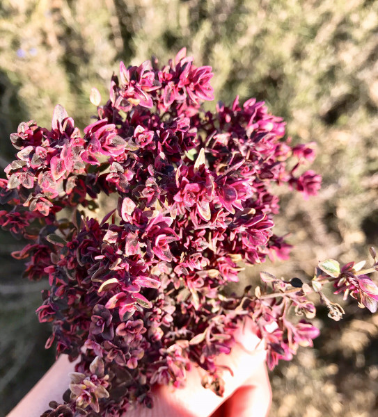 ゴールデンタイムの紅葉 Marche De Miyuki マルシェ ド ミユキ 花咲く ピクルス