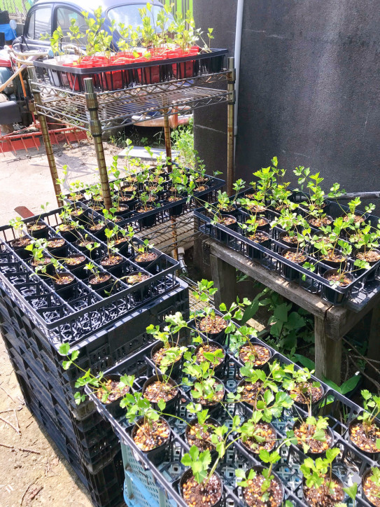 紫色のセロリ Marche De Miyuki マルシェ ド ミユキ 花咲く ピクルス