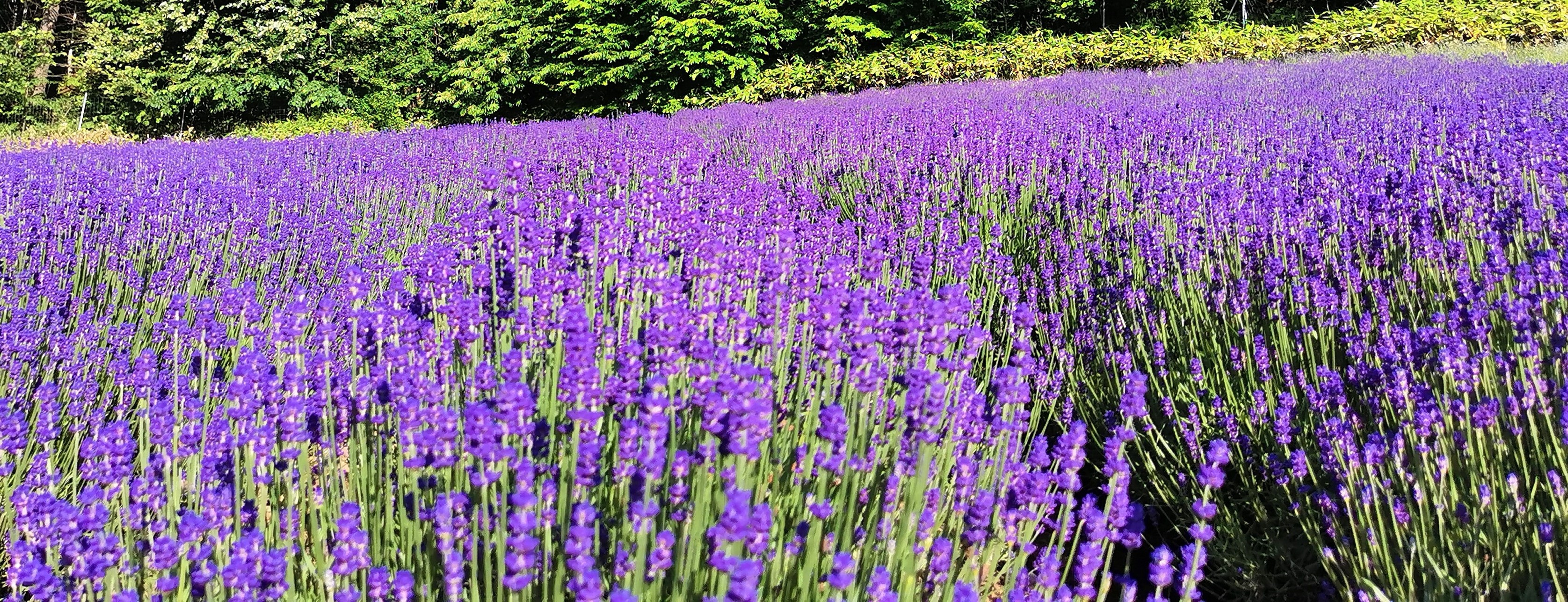 ラベンダーワークスー北海道のラベンダー屋ー