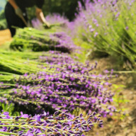 おかむらさき ってどんなラベンダーなの 北海道のラベンダー屋 富良野ラベンダーワークス