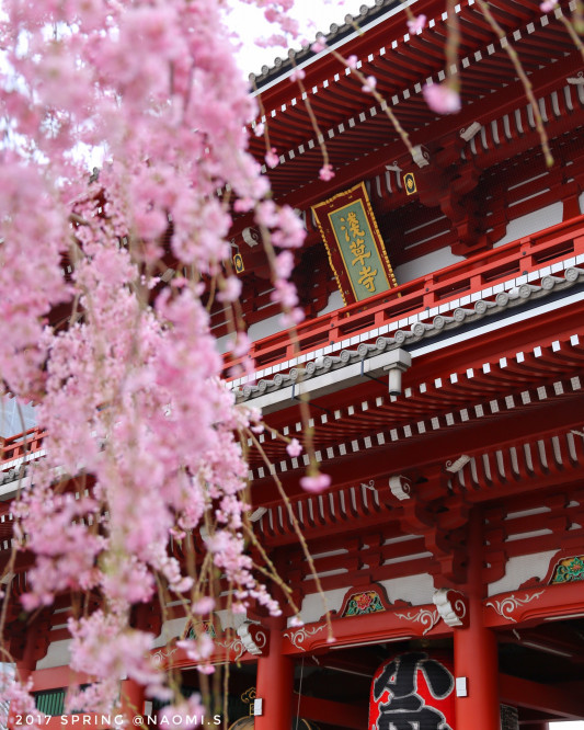 浅草 浅草寺 枝垂れ桜 One S