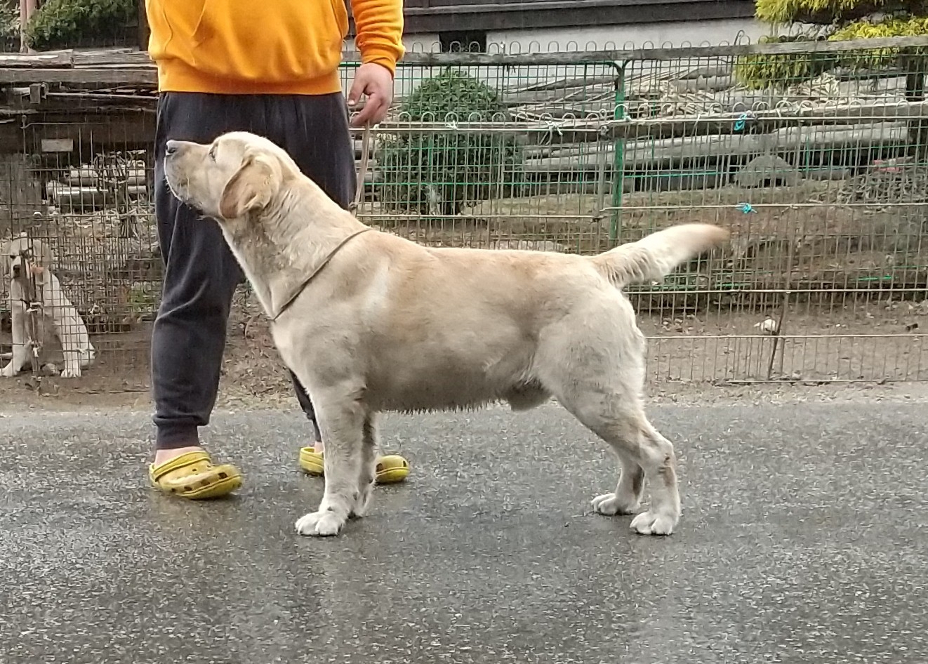 ラブラドールレトリバー専門ブリーダー（犬舎） シルクサンシャイン