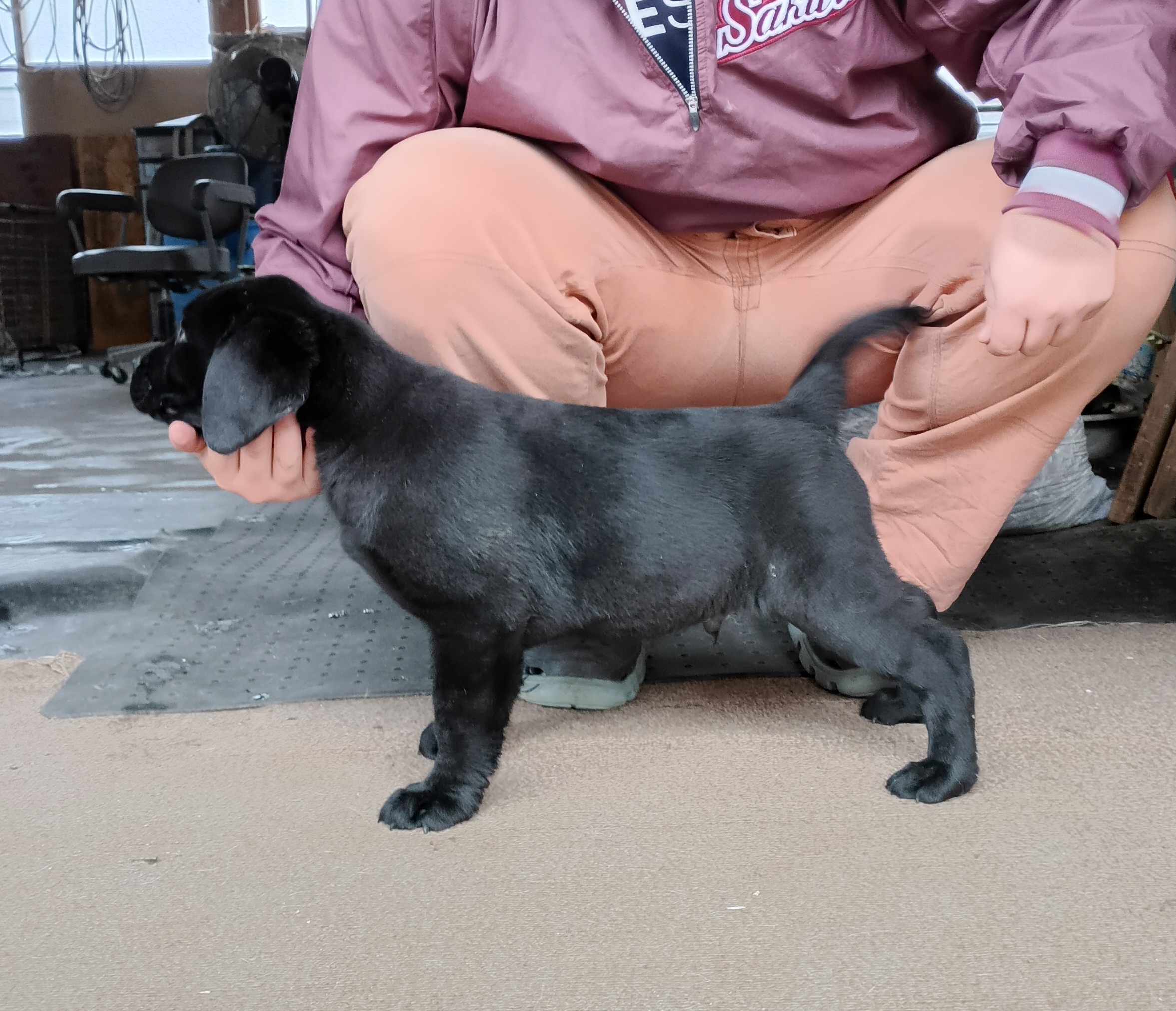 ラブラドール おはよう☀ #日本介助犬協会 #マヤ #ゴールデンレトリバー