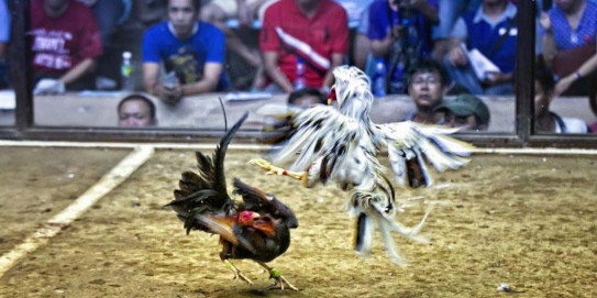Đăng nhập đá gà sv388 - Hướng dẫn chi tiết và trải nghiệm tuyệt vời