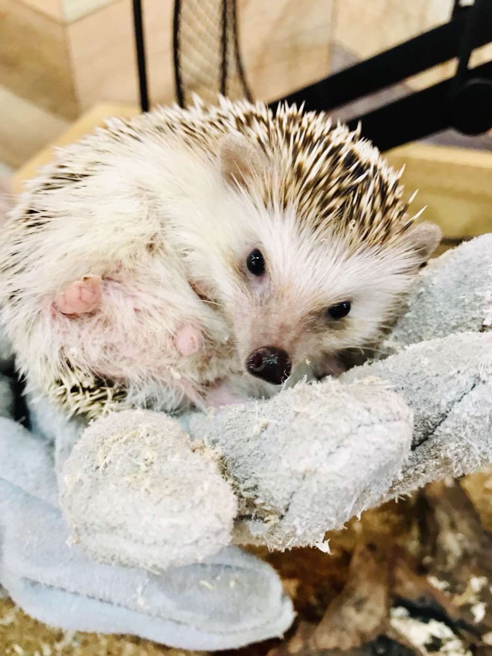 江ノ島でカワイイ動物たちに癒される ハリネズミ編 ペットカフェ アニマルパラダイス江ノ島店 湘南らぱん