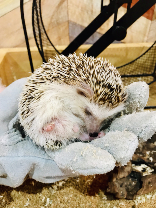 江ノ島でカワイイ動物たちに癒される ハリネズミ編 ペットカフェ アニマルパラダイス江ノ島店 湘南らぱん 江ノ島でカワイイ動物たちに癒される ハリネズミ編 ペットカフェ アニマルパラダイス江ノ島店 湘南らぱん