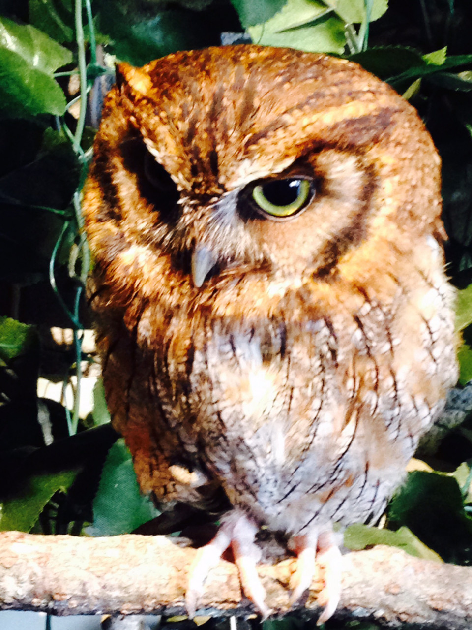 可愛いフクロウと触れあえる 鎌倉乃フクロウの森 湘南らぱん 可愛いフクロウと触れあえる 鎌倉乃フクロウの森 湘南らぱん