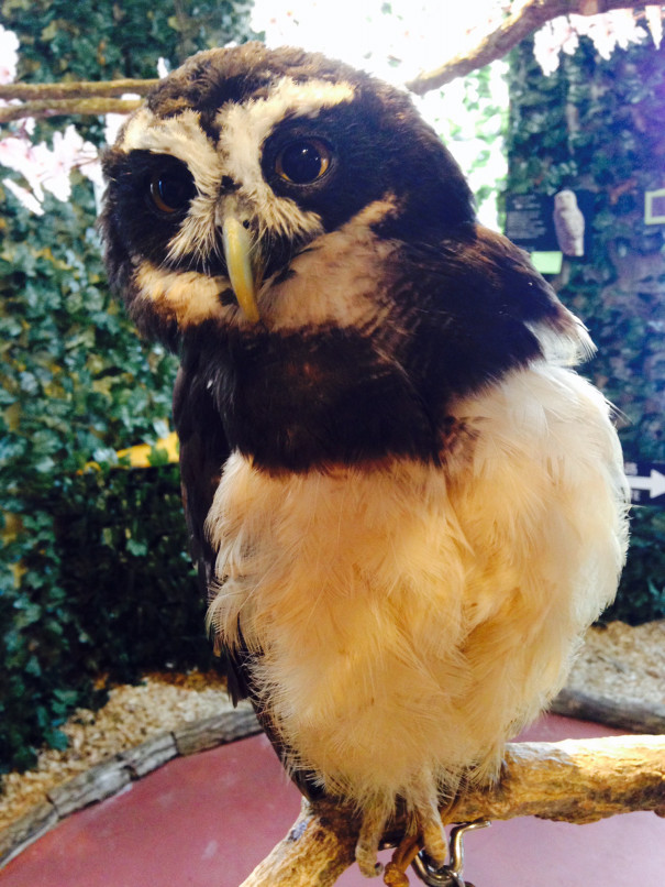 可愛いフクロウと触れあえる 鎌倉乃フクロウの森 湘南らぱん 可愛いフクロウと触れあえる 鎌倉乃フクロウの森 湘南らぱん