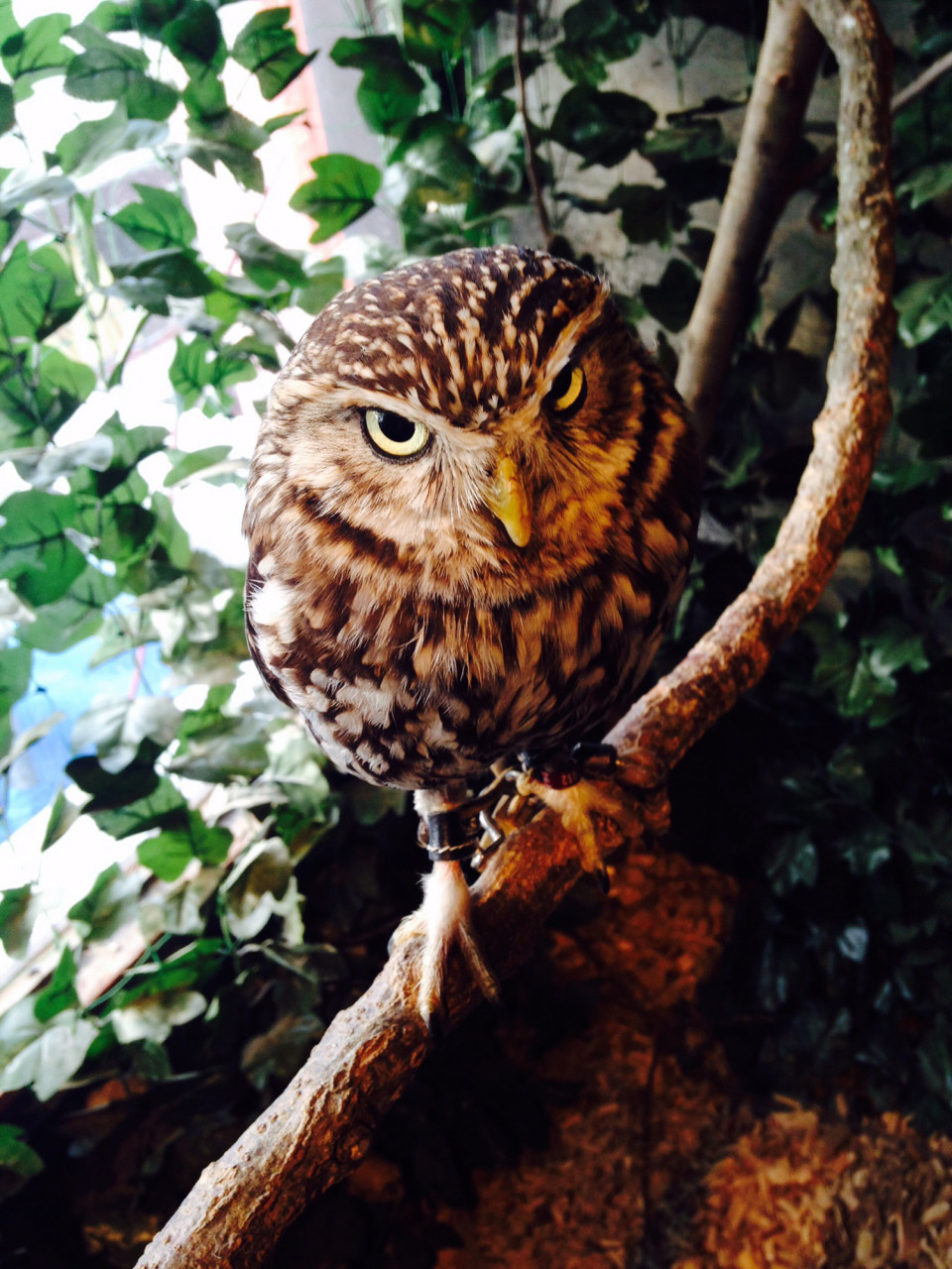 可愛いフクロウと触れあえる 鎌倉乃フクロウの森 湘南らぱん 可愛いフクロウと触れあえる 鎌倉乃フクロウの森 湘南らぱん