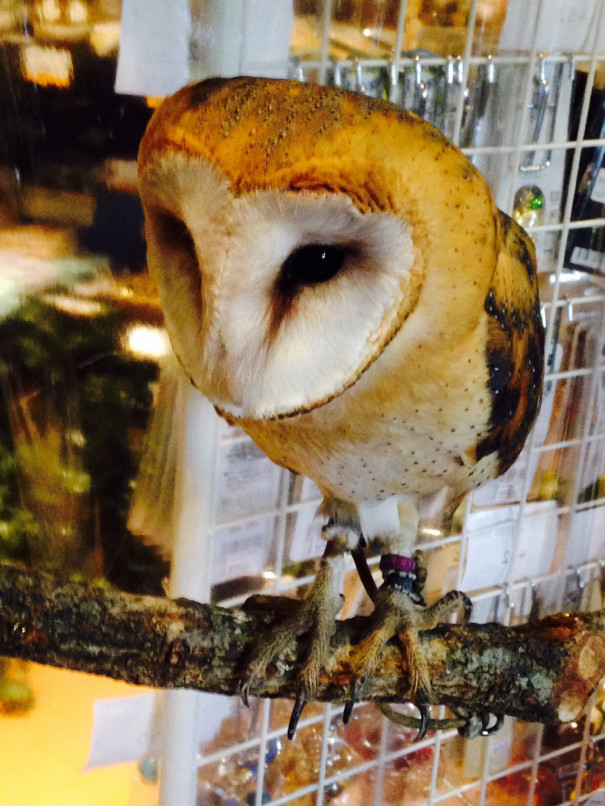 可愛いフクロウと触れあえる 鎌倉乃フクロウの森 湘南らぱん