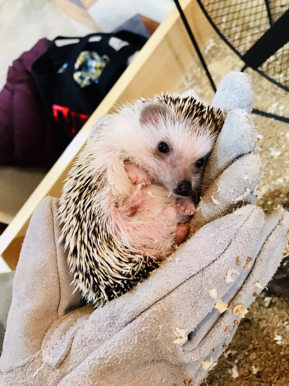 江ノ島でカワイイ動物たちに癒される ハリネズミ編 ペットカフェ アニマルパラダイス江ノ島店 湘南らぱん