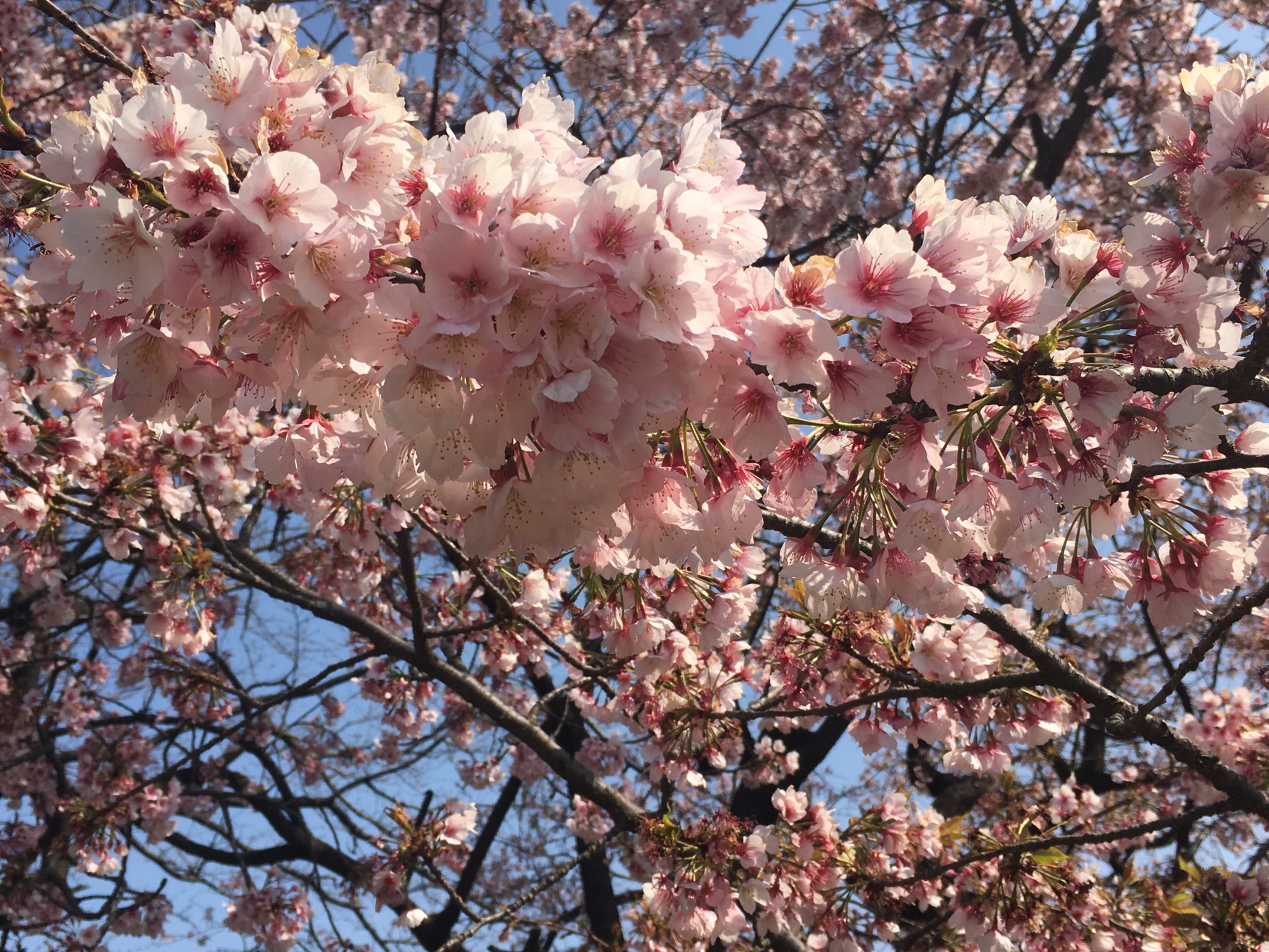 お散歩日和 さくらネイル Natsumeating